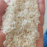 برنج کاملا ارگانیک و درجه یک محصول مزرعه خودم