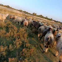 میش داشتی