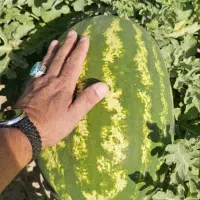 هندوانه بیضی و ساکاتا 4080