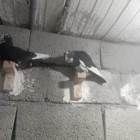 ۷عدد کبوتر|پرنده|زرند, |دیوار