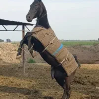 اسب عرب مشکی
