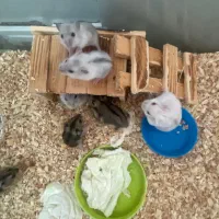 همستر کمپل|موش و خرگوش|یزد, |دیوار