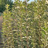 فروش نهال های اصلاح شده و پربار بصورت چک صیادی|گل و گیاه طبیعی|میاندوآب, |دیوار