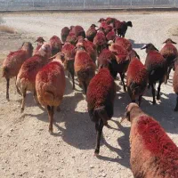 میش فروشی ابستن مایه کرده