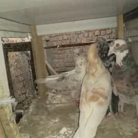 کفتر فروشی