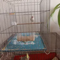 قناری جفتی سهره