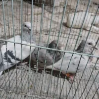 کفتر نوک گنده سار و نقره ای