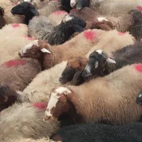 30راس میش آبستن