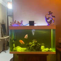 آکواریوم یک متری شیشه خم شرکتی|ماهی|خرمآباد, |دیوار