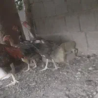 مرغ تخم گذار فقط ۳۰۰ حراج