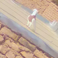 کفتر