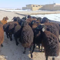 گوسفند جوان گوشتی چاق و چله و بزغاله