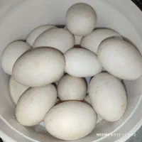 بیست عدد تخم اردک محلی