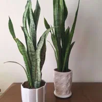 گل طبیعی آپارتمانی