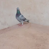 کبوتر پلاکی