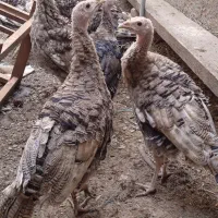 بوقلمون|حیوانات مزرعه|اردبیل, |دیوار