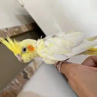 جوجه عروس هلندی