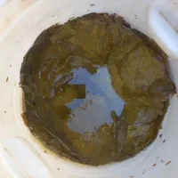 برگ مو ۱۰ کیلو