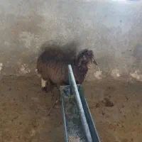 بره پروار چاق