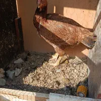 مرغ لاری جوان جفت خار معاوضه با