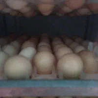 فروش تخم نطفه دار گوشتی راس 308