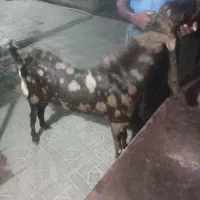 قیمت توافقی