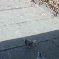 کفتر|پرنده|شیراز, شهرک صنعتی شیراز|دیوار