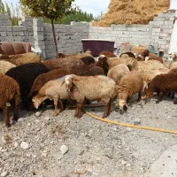 سالم و به شرط|حیوانات مزرعه|اردبیل, |دیوار