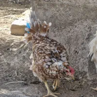 تخم مرغ گلین|حیوانات مزرعه|شیراز, شهرک بهار|دیوار