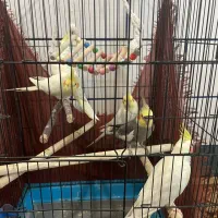 فروش عروس هلندی