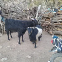 پازن و بز برای داشت|حیوانات مزرعه|دیشموک, |دیوار