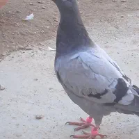 پرنده
