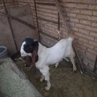 بیگ نر گلابی