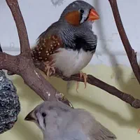 فنچ|پرنده|تهران, جی|دیوار