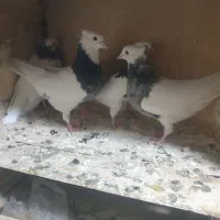 طوقی|پرنده|قم, نیروگاه|دیوار
