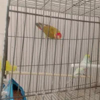 کوتوله و مرغ عشق