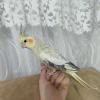 عروس هلندی مولد