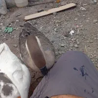 قوغاز و محلی