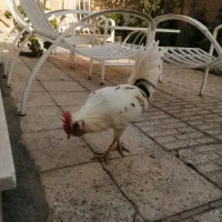 خروس گلین|حیوانات مزرعه|شاهین‌شهر, عطار|دیوار