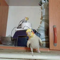 عروس هلندی|پرنده|تهران, وحیدیه|دیوار