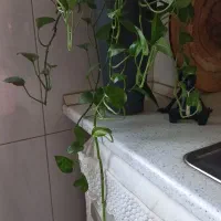 گلدان|گل مصنوعی|تهران, افسریه شمالی|دیوار