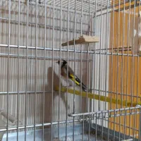 جوجه سهره آنتیک