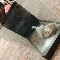 آکواریوم شیشه خم|ماهی|پاکدشت, پاکدشت (مامازند)|دیوار