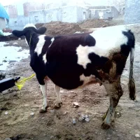 سیمیتال شیری|حیوانات مزرعه|سراجو, |دیوار