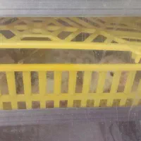 جوجه بوقلمون