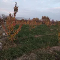 باغ زردالو|فروش دفتر صنعتی، کشاورزی، تجاری|نوشین شهر, |دیوار