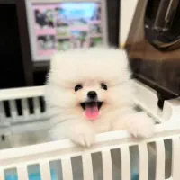 سگپامرانین.اصل وارداتی|سگ|تهران, هوانیروز|دیوار