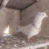 سه عدد کبوتر جوان|پرنده|سنندج, |دیوار