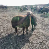 قوچ دامازدغ|حیوانات مزرعه|ثمرین, |دیوار