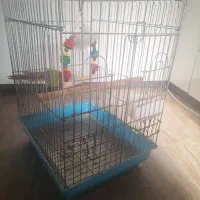 پرنده|پرنده|برازجان, |دیوار